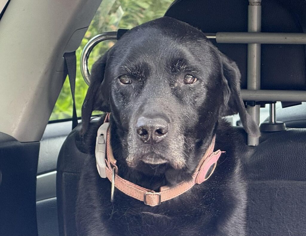 #04 - TRANSPORT INJURED DOG - 2025-04-21