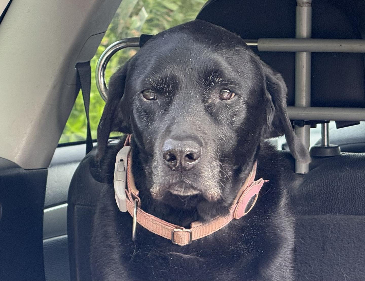 #04 – TRANSPORT INJURED DOG – 2025-04-21